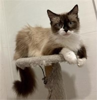 Female-Ragdoll Cat-Intact, Should be bred