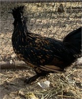 Rooster-Russian Pavlovski- Very rare!