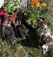 3 Swedish Flower Juveniles, looks like 2 hens 1roo