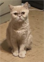 Female-Exotic Shorthair Cat-Intact, 2.5 yrs, provn