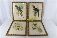 J. Gould Parrot & Hummingbird Prints