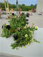 Petunia Hanging Basket