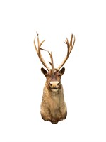 Caribou Taxidermy Bust  Mount