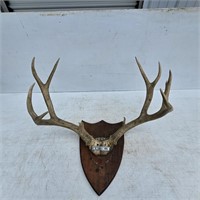 Muledeer Antlers on Skull Cap Mounted on Plaque