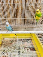 A young pair of parakeets.
