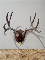 MOUNTED ANTLERS 5 x 5