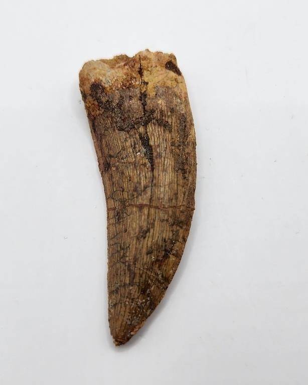 Carcharodontosaurus Tooth from Morocco 120 MYO