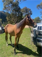 (VIC) TURBO - PAINT X FILLY