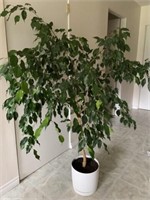 Weeping Fig Plant (5' Tall)