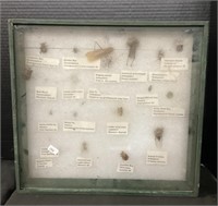 Insect Display Case.
