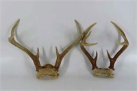 Whitetail Antlers