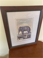 "The Elephant" Engraving by J.Taylor