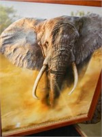 ELEPHANT PHOTOGRAPHY BY STEVE BLOOM FRAMED