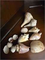 Estate lot of sea shells