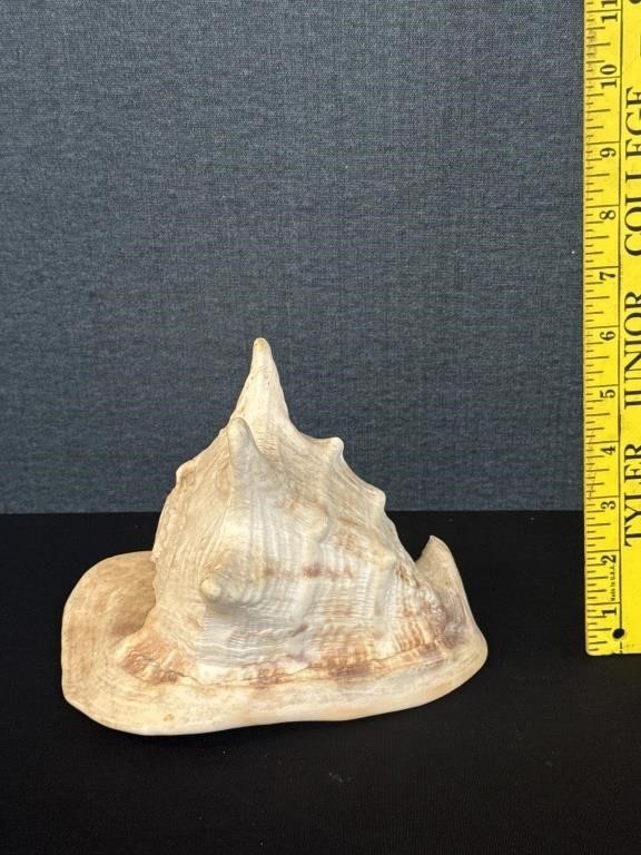 Large Conch Sea Shell 8" Long