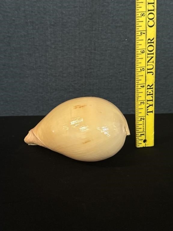 Indian Melon Volute China Sea Shell