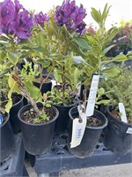 3 Lots of 1 ea 1 Gal Neon Zembia Rhododendron