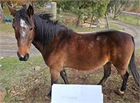 (VIC) ROMEO - STANDARDBRED X GELDING