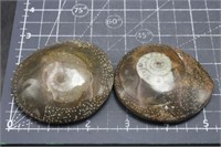 7.3oz 2 Polished Ammonites, Morocco