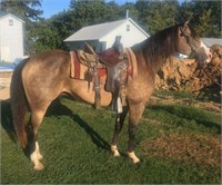 Reg 13 year Quarter Horse gelding