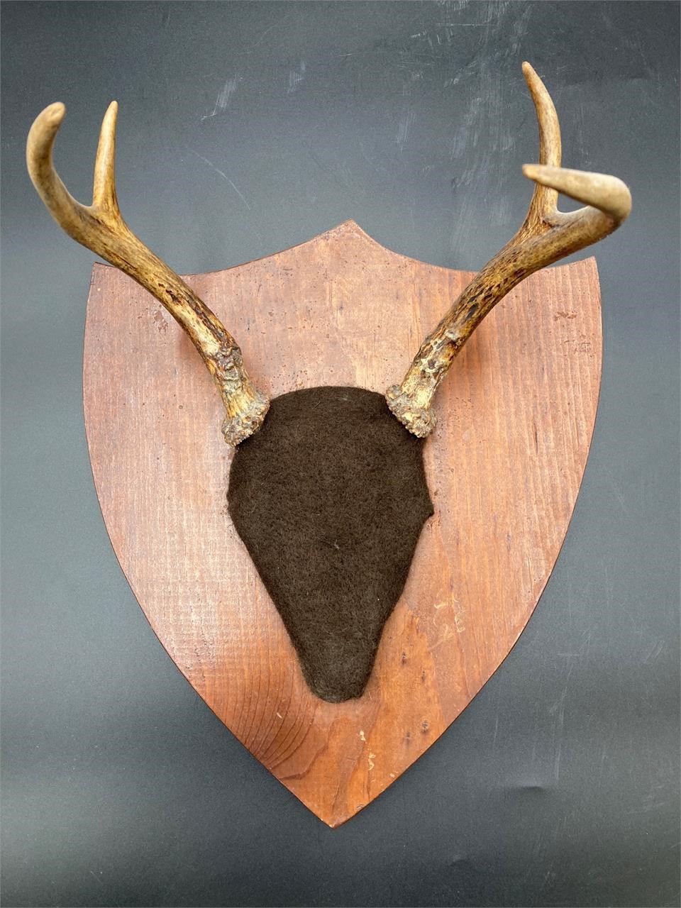 Four Point Whitetail Deer Plaque