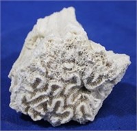 Coral specimen, 5 x 4
