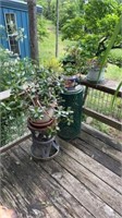 Plants and plant stands, jade plant