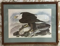 Bald Eagle Print