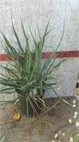 Adams Needle Yucca