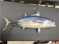 Skipjack Tuna Full Body Mount