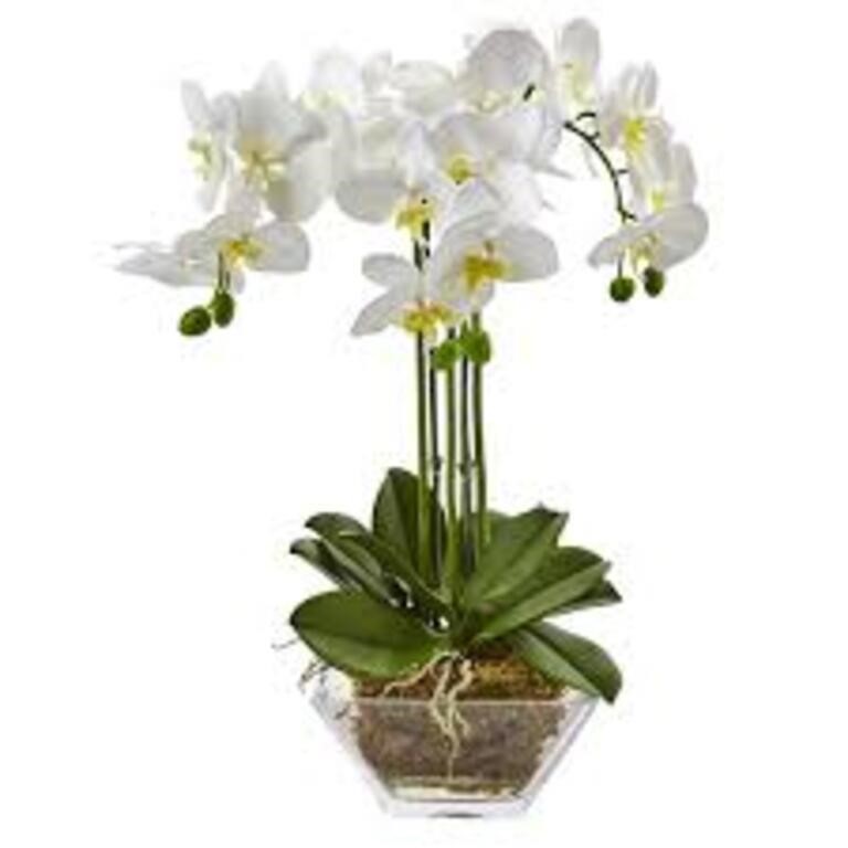 22" Phalaenopsis in Glass Vase