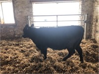 Number 64- Black Angus Heifer *Read Description