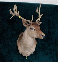 Fallow deer trophy mount