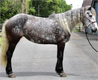 5 YEAR OLD GRAY CROSSBRED MARE *VIDEO*’
