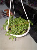Small Succulent Hanging Basket