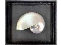 5" W Iridescent Nautilus Shell
