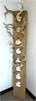 Vintage Deer Antler Racks on Wood See Photos for