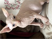 Female#2-Sphynx Kitten-10 weeks at pickup