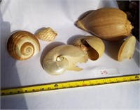 6 Pieces of Cone/Snail Type Seashells