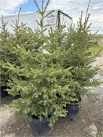 5 - 6'  - 7' Spruce Trees - Each - Vulcan Lot