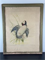 Vintage Framed Print - Bufflehead