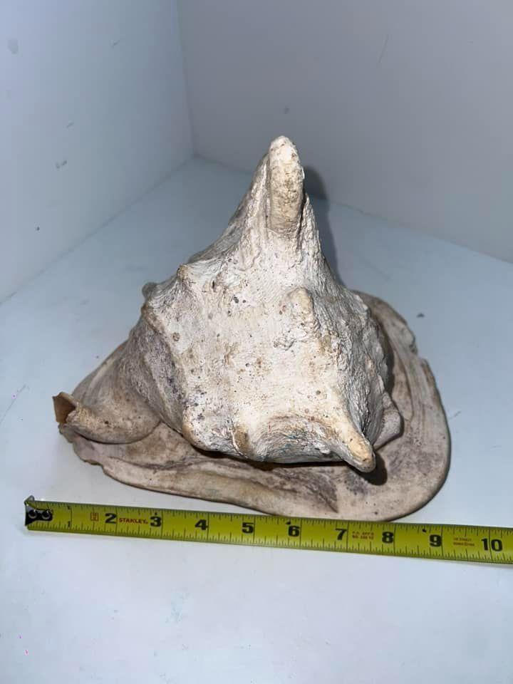 Very Large and Rare Conch Shell