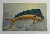 Vintage PPC Postcard Dolphin Fish!