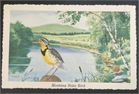 Vintage Montana State Bird PPC Postcard