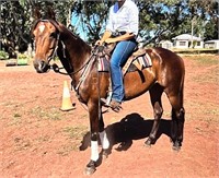 (VIC) OI - STOCK HORSE GELDING