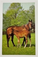 Vintage RPPC Postcard Mainzer Inc. Mare With Foal!