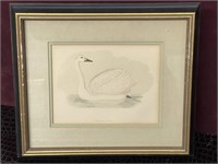 Framed print of Swan /Authenticity Certificate