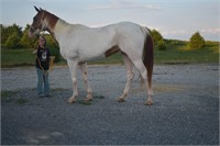 APHA Sorrel/White Paint Mare