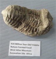 Trilobite nature formed fossil.