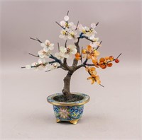 Chinese Jade Bonsai Tree